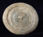 Cyclolites sp. (LAMARCK 1801) - Bild © FossNet FossilienStore